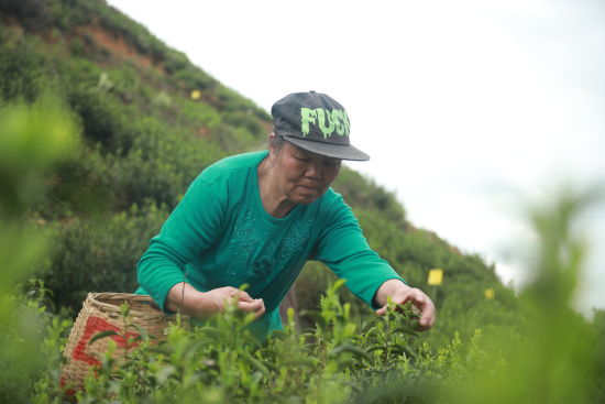 工人在千马坪瑶族村茶叶基地采茶。蒋军君 摄