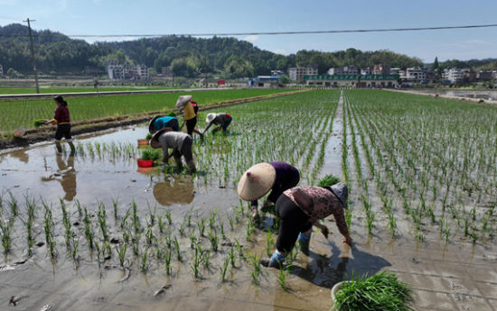 在湖南隆回，农民将再生稻秧苗插到水田中。